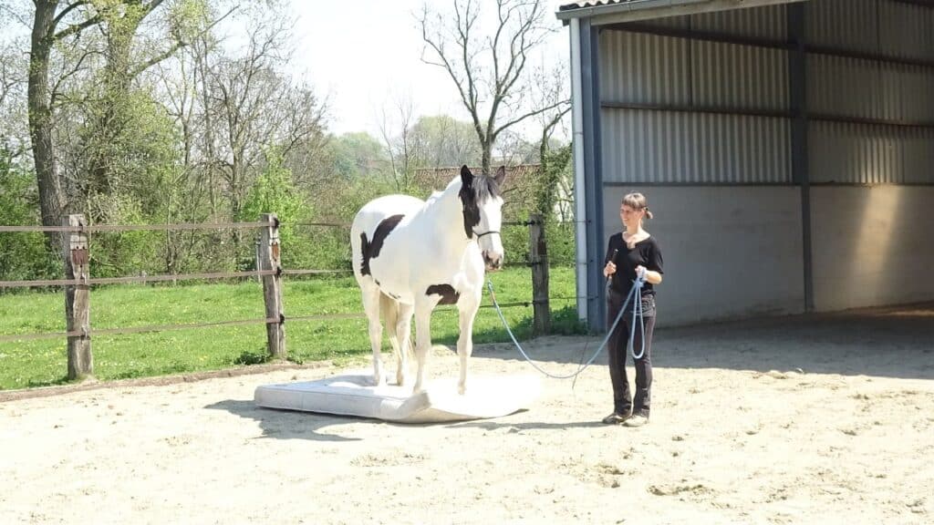 3-extra-tips-for-successful-groundwork-with-your-horse-featured-image 3-extra-tips-for-successful-groundwork-with-your-horse