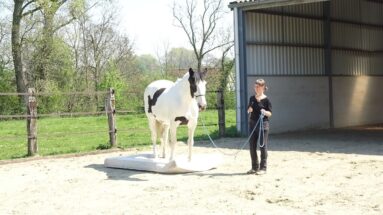 3-extra-tips-for-successful-groundwork-with-your-horse