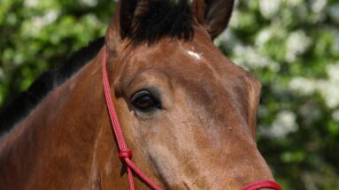 3-things-you-need-to-do-to-master-groundwork-with-your-horse