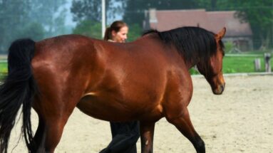 Can-giving-your-horse-so-much-freedom-be-right