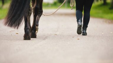 knowing-how-to-lead-your-horse-can-keep-you-out-of-trouble-featured-image