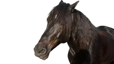 is-it-ok-to-let-your-horse-herd-you