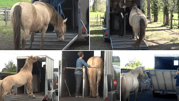 stress-free-trailer-loading-with-your-horse