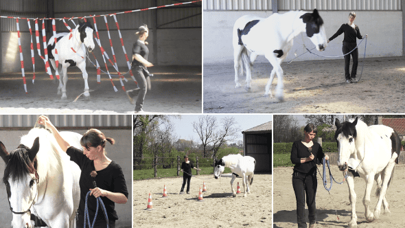 teaching-your-horse-the-neck-rope-course