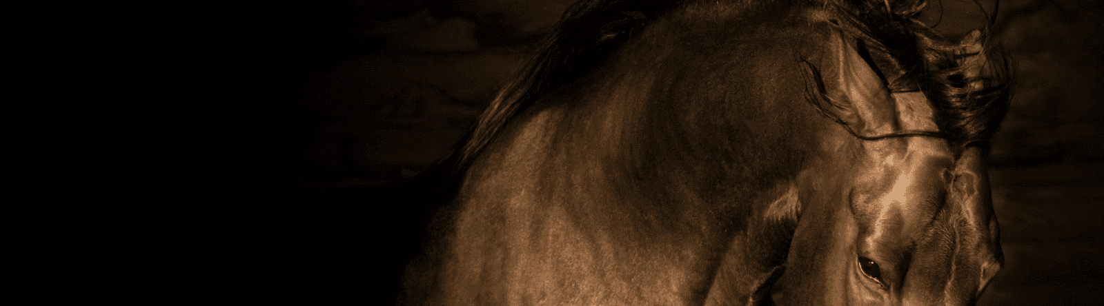 trauma in horses 3 trauma-in-horses-3