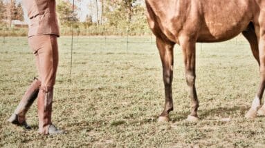 a horse and a horsewoman standing in the field during groundwork