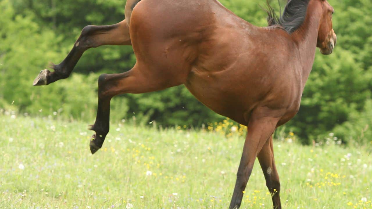 chestnut mare bucking