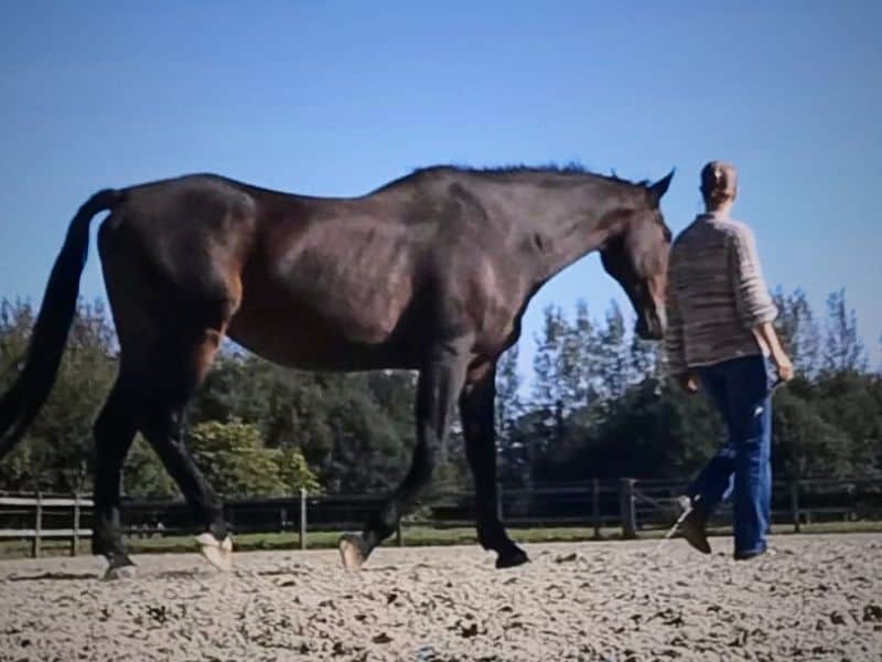 Karine Vandenborre during liberty training with a horse in an arena