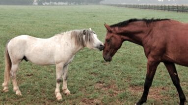 two horses using body language to communicate with each other