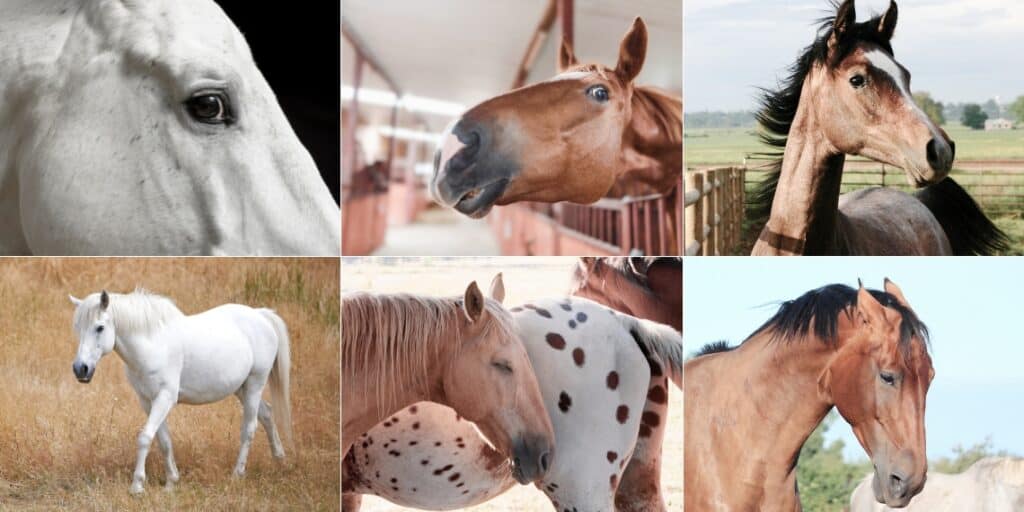 different facial expressions of horses like anger, relaxation, alertness, fear, resting, curiousity