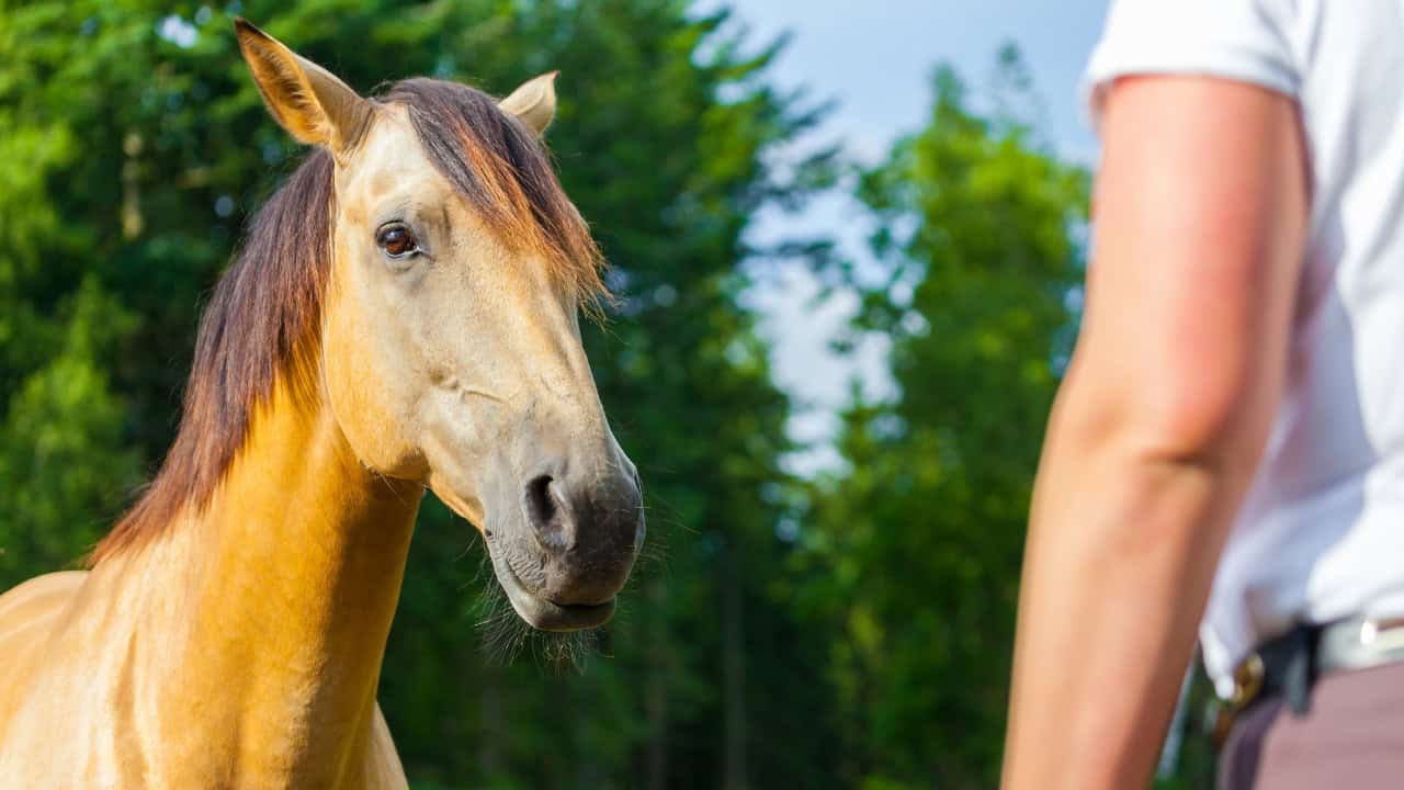 disconnection-with-your-horse-because-trying-to-be-perfect-featured-image
