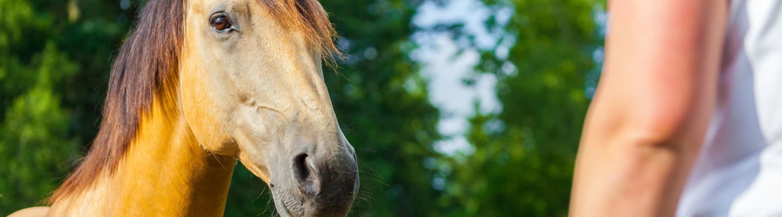 disconnection-with-your-horse-because-trying-to-be-perfect disconnection-with-your-horse-because-trying-to-be-perfect