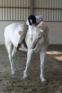 reward your horse when training