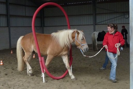 using-a-rope-halter-during-groundwork