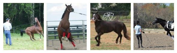 mistakes-lunging-horse