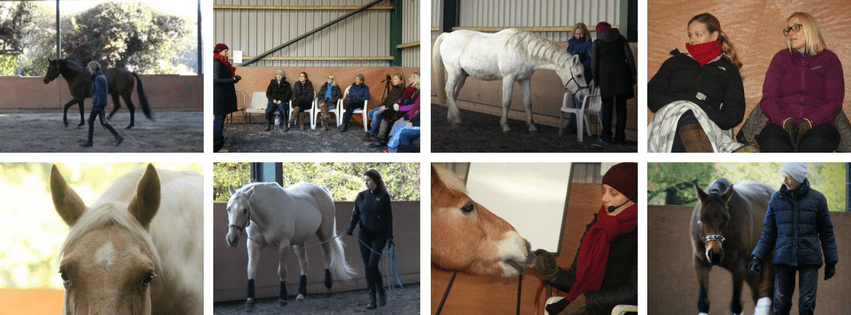 clinic-uk-horsefulness-training
