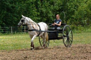 bitless-driving-horse-prepared-in-the-double-long-lines